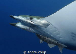 Portrait of a atlantic Mobula Ray - the little brother of... by Andre Philip 